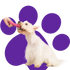 Play and toys in your puppy's life
